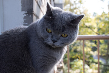 A beautiful gray British cat sits on the windowsill.