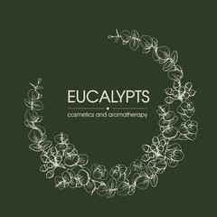 Frame with Eucalyptus leaves, young shoots and branches of eucalyptus. Detailed hand-drawn sketches, vector botanical illustration.