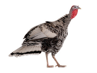 Gray turkey isolated on white background.