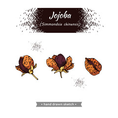 Fruit jojoba in a peel and without . Detailed hand-drawn sketches, vector botanical illustration.