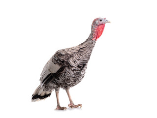 Gray turkey isolated on white background.