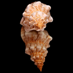 Pleuroploca trapezium, trapezium horse conch shell isolated on black