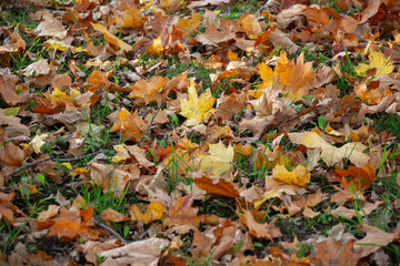 Beautiful autumn landscape. Colorful foliage in the park.