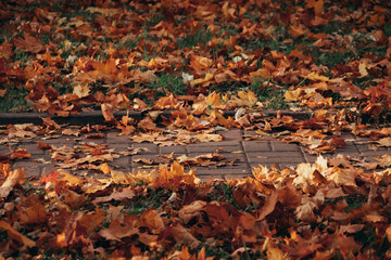Beautiful autumn landscape. Colorful foliage in the park.