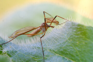 Gros plan insecte sur une feuille