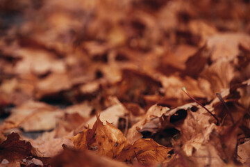 Beautiful autumn landscape. Colorful foliage in the park.