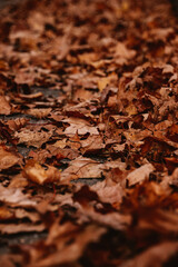 Beautiful autumn landscape. Colorful foliage in the park.