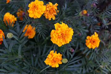 Beautiful summer scene with delicate orange flowers