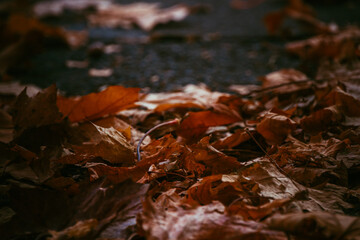 Autumn leaves on the ground. Dark background