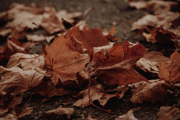 Autumn leaves on the ground. Dark background