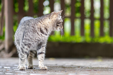 Cute gray striped cat walking down the street outdoors in summer.