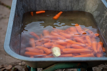 peeled carrots in water