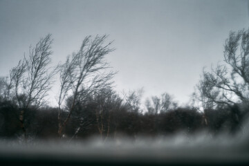 Trees blowing in a winter strom, window view. Iceland.