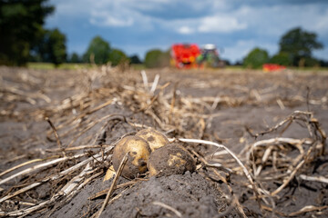Kartoffelernte -  frisch geerntete Kartoffeln vor unscharfer Ernteszenerie, landwirtschaftliches Symbolfoto