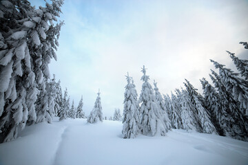 Moody winter landscape of spruce woods cowered with deep white snow in cold frozen mountains.