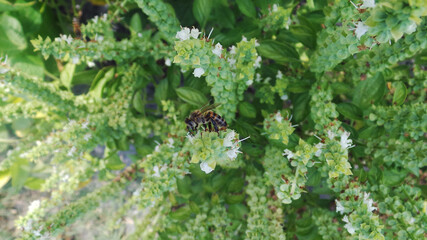 Bee looking for pollen in colorful flowers of green plants.