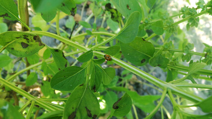 Fototapeta na wymiar Ladybug wandering over the trees in the garden.