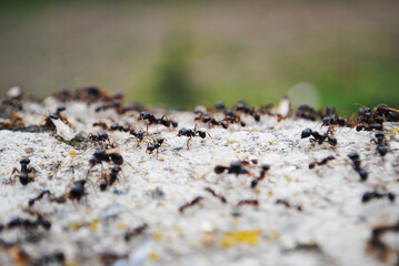 Ants herd on the stone. Black ant. Winged ant.