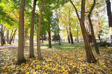 Obraz premium Wooden trunk of a big tree with fallen yellow leaves in autumn park.