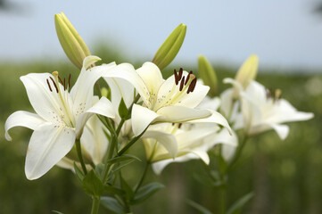 Fototapeta premium ユリ