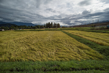 台風によって倒れてしまった稲