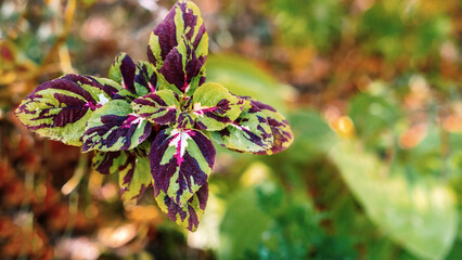 copy spase coleus multicolored on a blurred background, place for text, postcard