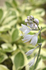 Fototapeta premium ギボシ