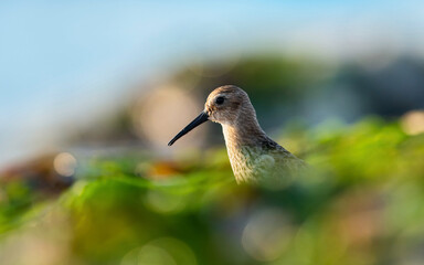 Dunlin (Calidris alpina) in environment.