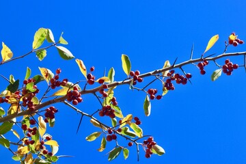 Berries on a branch with blue sky 