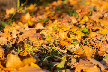 Beautiful autumn landscape. Colorful foliage in the park.