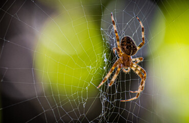 Closeup with spider