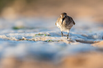 Dunlin (Calidris alpina) in environment.