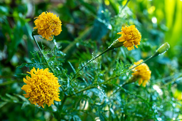 Dew drops on the yellow flower of chrysanthemums (mums or chrysanths)