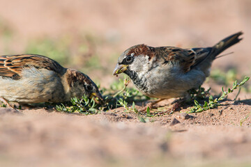 House Sparrow (Passer domesticus) in environment.