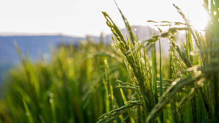 Green rice in the morning