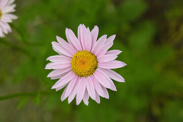 Obraz premium キク