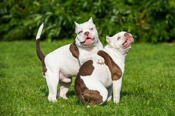 Two American Bully puppies dogs are playing