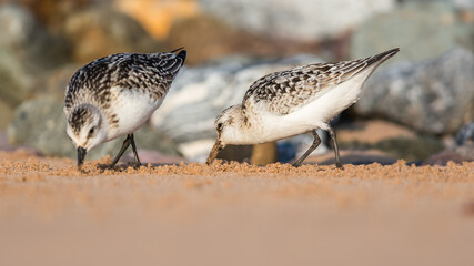 Sanderling (Calidris alba) in environment.