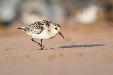 Sanderling (Calidris alba) in environment.