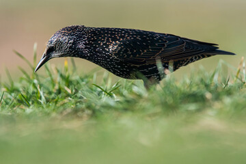 Common starling (sturnus vulgaris) in environment.