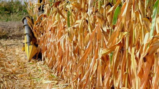 The combine harvester harvests corn plants. Agriculture industry slow motion