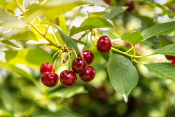 ripe and sweet cherries