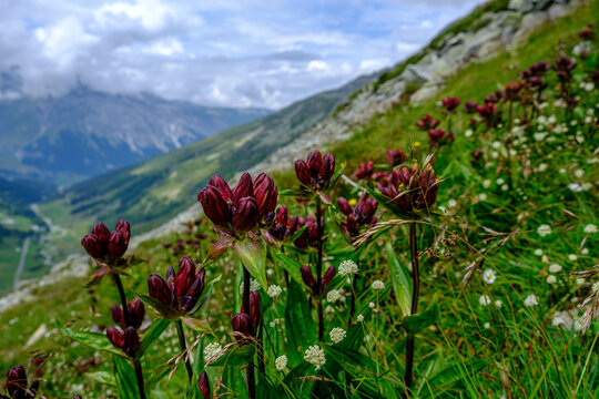 Fiori alpini al Passo dello Spluga