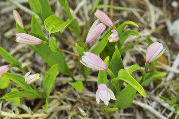 Fototapeta premium トキソウ
