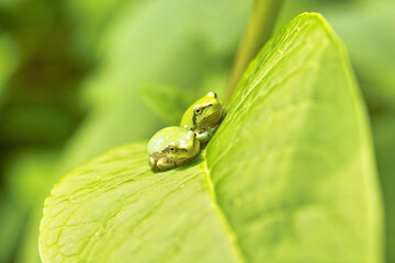 アマガエル