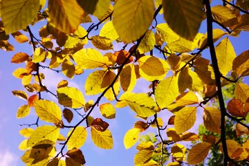autumn leaves background