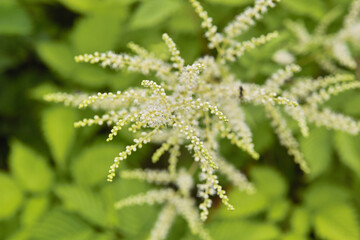 ヤマブキショウマ