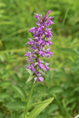 ハクサンチドリ