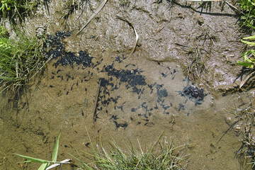 オタマジャクシ