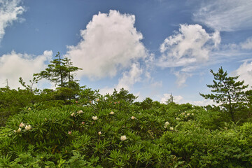 ハクサンシャクナゲ